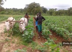 Campagne agricole : quand les annonces du gouvernement suscitent l’espoir des cotonculteurs